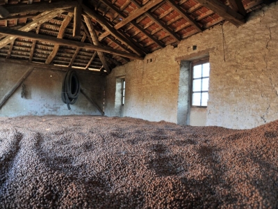 essiccazione naturale al sole nocciole no aflatossine piemonte igp semilavorati natural drying by sun no aflatoxine piedmont pgi