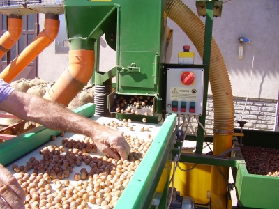 pulitura nocciola post raccolta cernita manuale cravanzana essiccazione naturale qualità hazelnuts cleaning after harvesting manual sorting natural drying quality